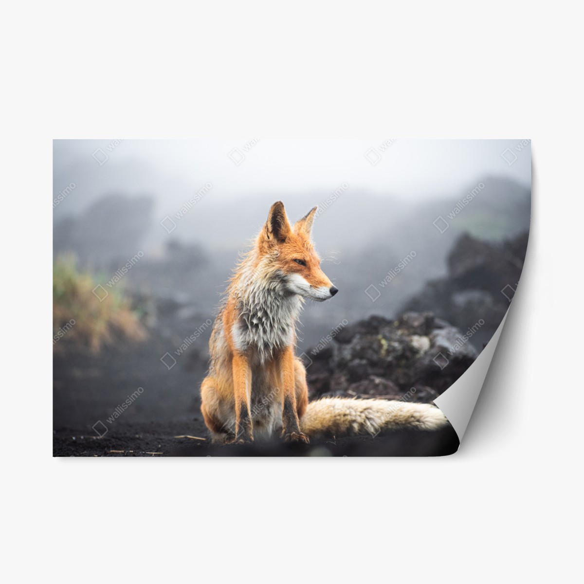 Pegatina reposicionable zorro entre la niebla – Pixers®