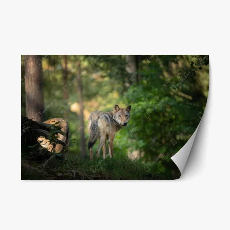 Pegatina reposicionable lobo en el bosque al amanecer