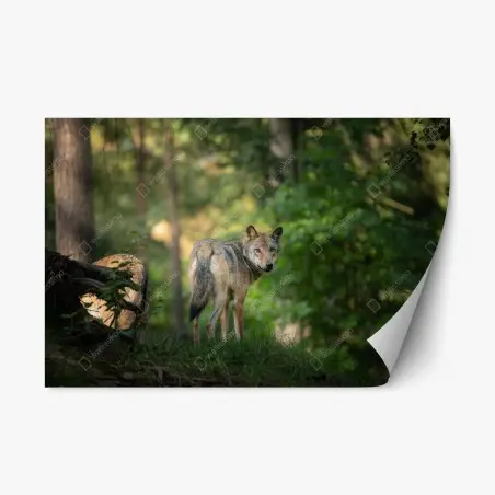Pegatina reposicionable lobo en el bosque al amanecer – Pixers®