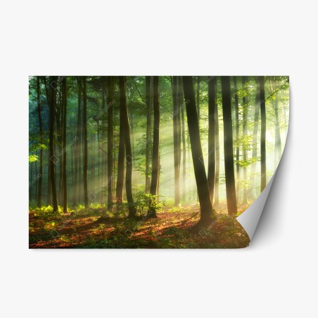 Pegatina reposicionable bosque al amanecer con luz dorada – Pixers®