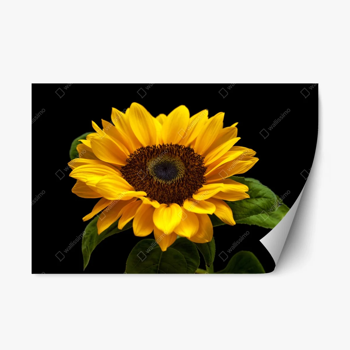 Pegatina reposicionable girasol luminoso sobre fondo negro – Pixers® Pegatina reposicionable girasol luminoso sobre fondo negro – Pixers®