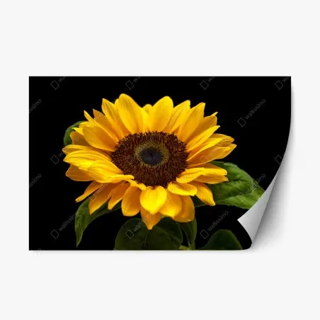 Pegatina reposicionable girasol luminoso sobre fondo negro – Pixers®