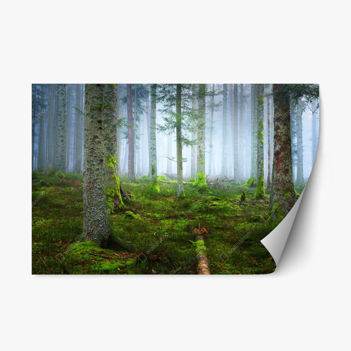 Pegatina reposicionable bosque brumoso de Alsacia – Pixers®