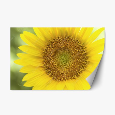 Pegatina reposicionable girasol luminoso en primer plano – Pixers®