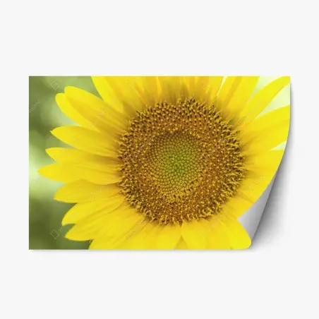 Pegatina reposicionable girasol luminoso en primer plano
