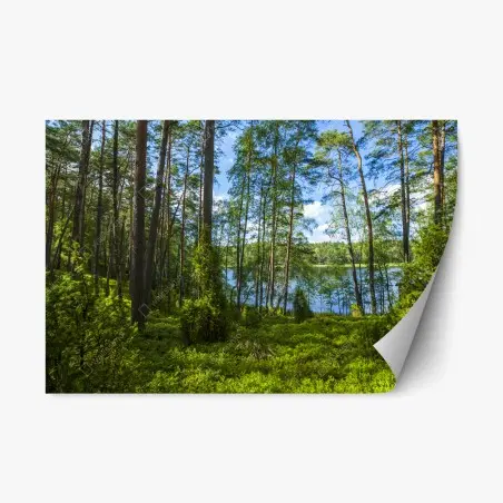 Pegatina reposicionable bosque de pinos junto al lago – Pixers®
