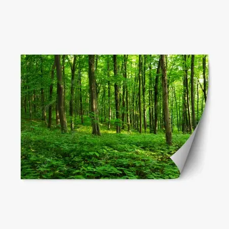 Pegatina reposicionable bosque verde bañado por el sol – Pixers®