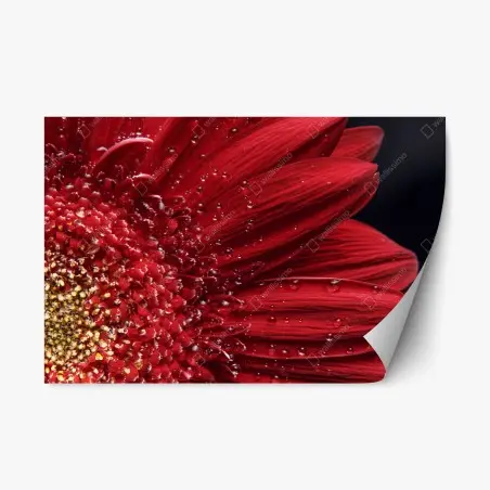 Pegatina reposicionable gerbera roja en primer plano con gotas – Pixers®