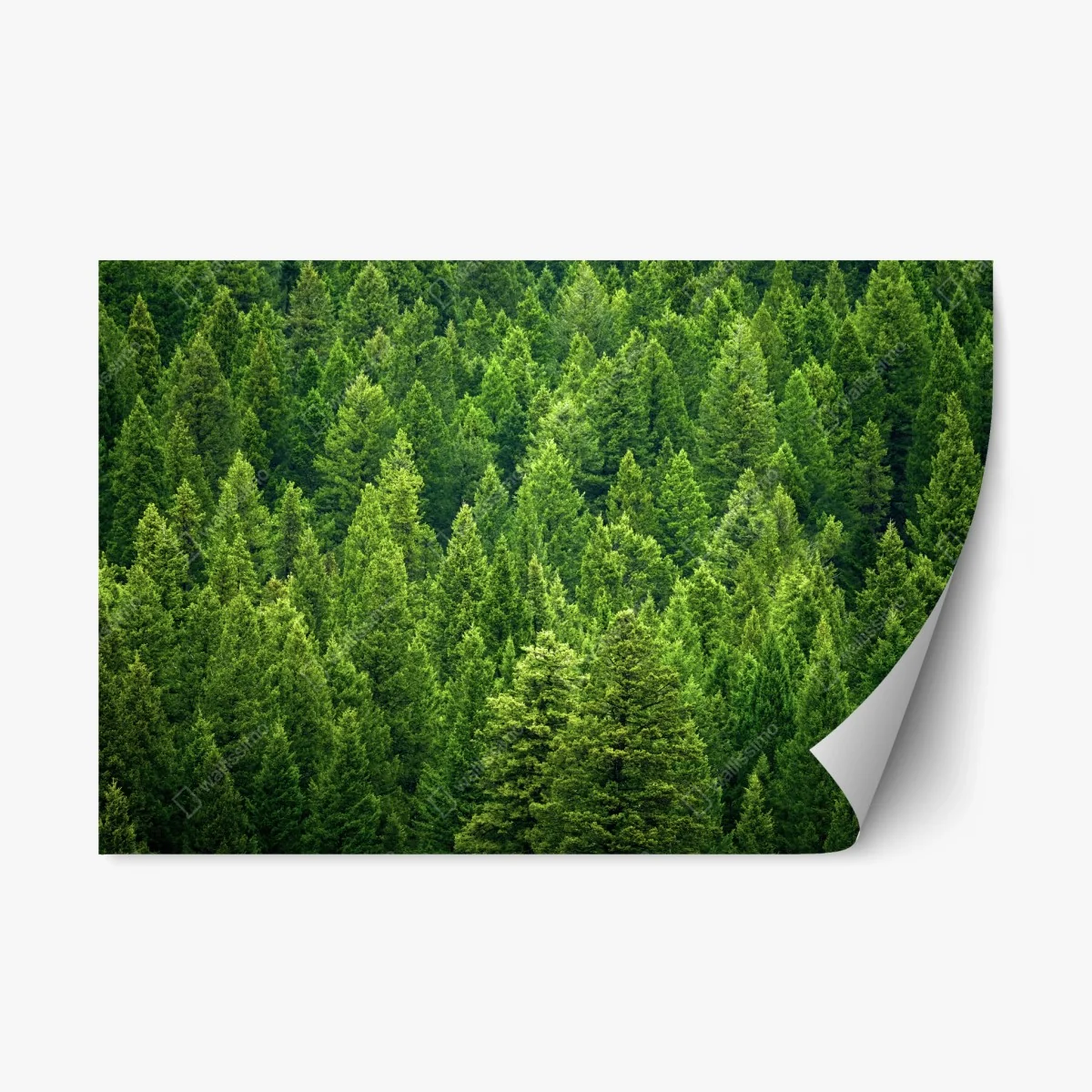 Pegatina reposicionable bosque de pinos en verde esmeralda – Pixers® Pegatina reposicionable bosque de pinos en verde esmeralda – Pixers®