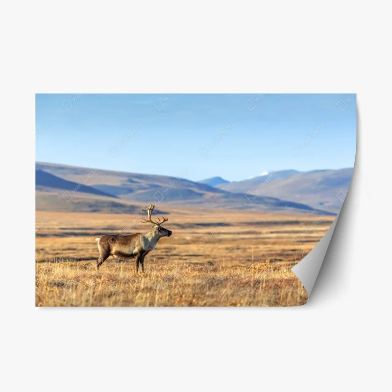 Pegatina reposicionable reno solitario en la tundra de Chukotka, Siberia