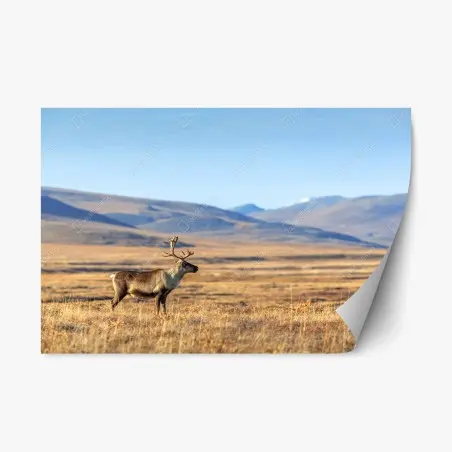 Pegatina reposicionable reno solitario en la tundra de Chukotka, Siberia – Pixers®