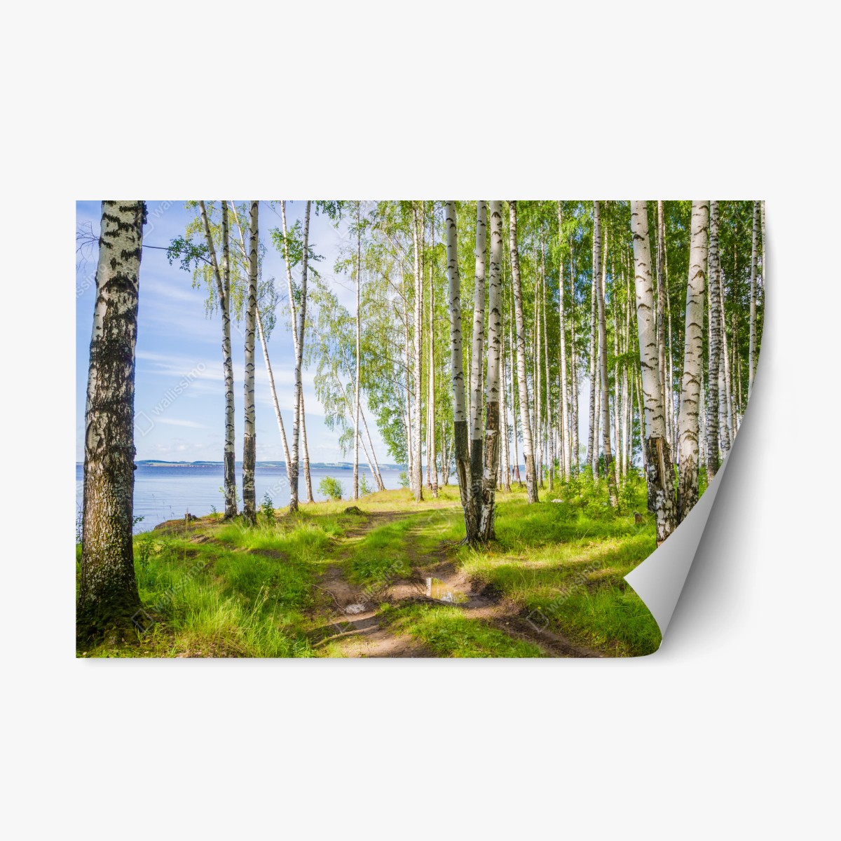Pegatina reposicionable bosque de abedules junto al río – Pixers®