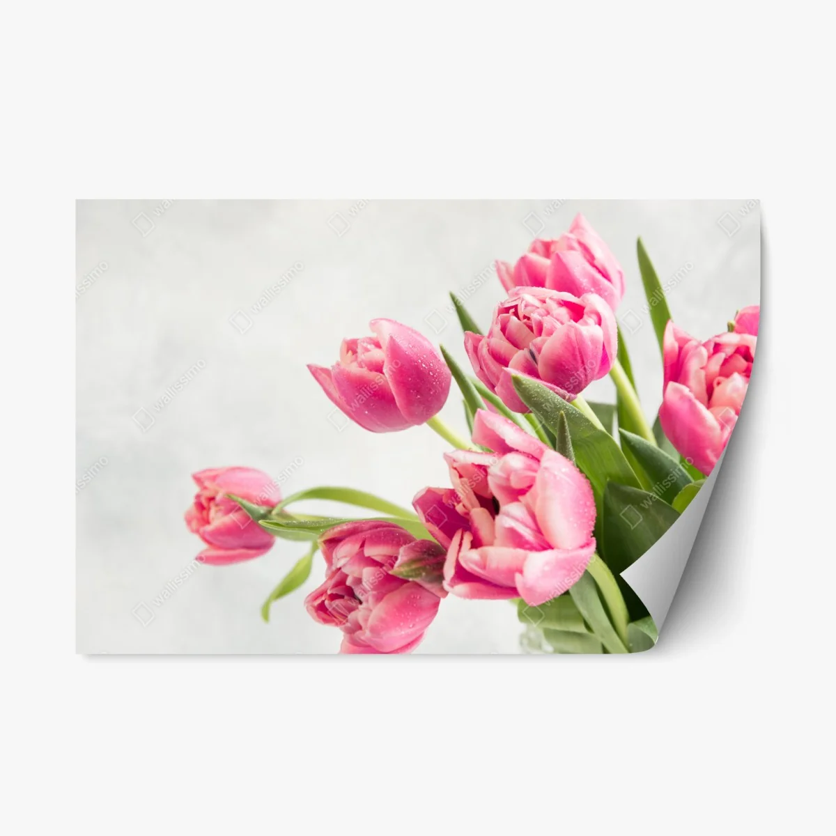 Pegatina reposicionable tulipanes rosas con gotas de rocío – Pixers® Pegatina reposicionable tulipanes rosas con gotas de rocío – Pixers®