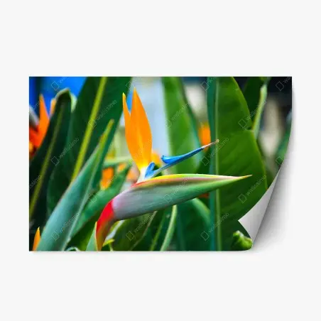 Pegatina reposicionable ave del paraíso tropical vibrante – Pixers®