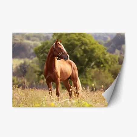 Pegatina reposicionable caballo castaño en pradera tranquila – Pixers®