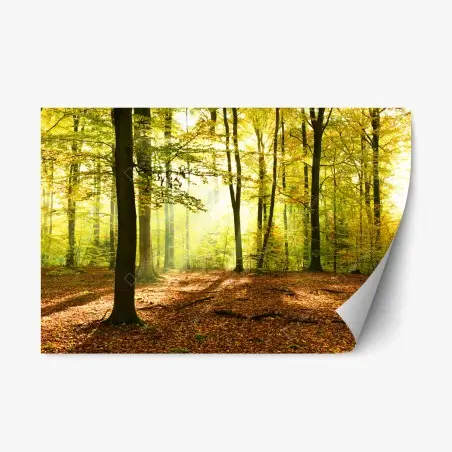 Pegatina reposicionable amanecer otoñal en el bosque dorado – Pixers®