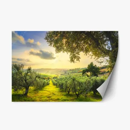 Pegatina reposicionable atardecer en los olivares de Casale Marittimo, Toscana – Pixers®