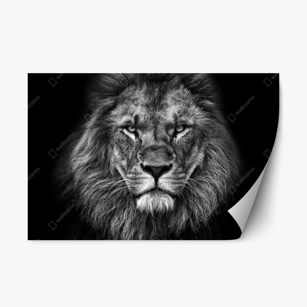 Pegatina reposicionable retrato majestuoso de león en blanco y negro – Pixers®