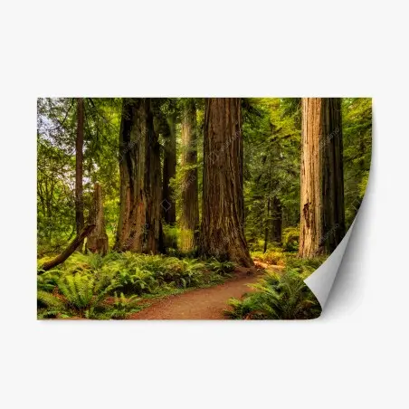 Pegatina reposicionable bosque de secuoyas en California – Pixers®