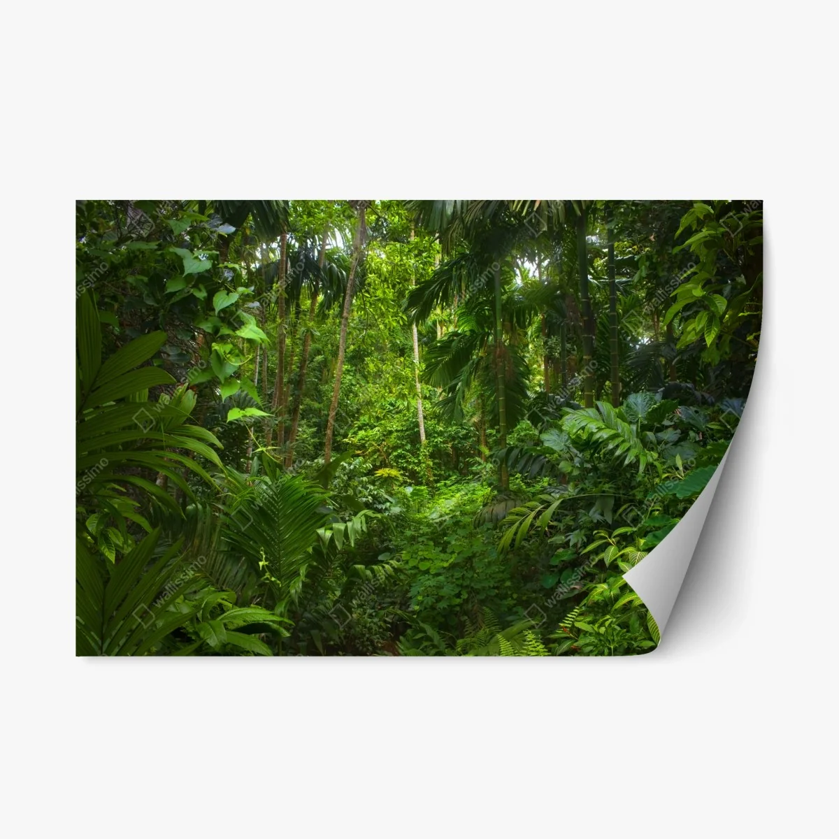Pegatina reposicionable profundidad verde de la selva – Pixers® Pegatina reposicionable profundidad verde de la selva – Pixers®