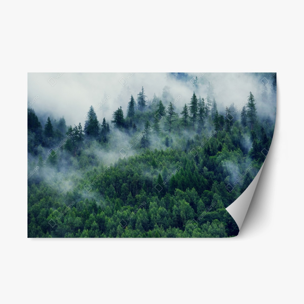 Pegatina reposicionable bosque en la niebla, calma montañosa – Pixers®