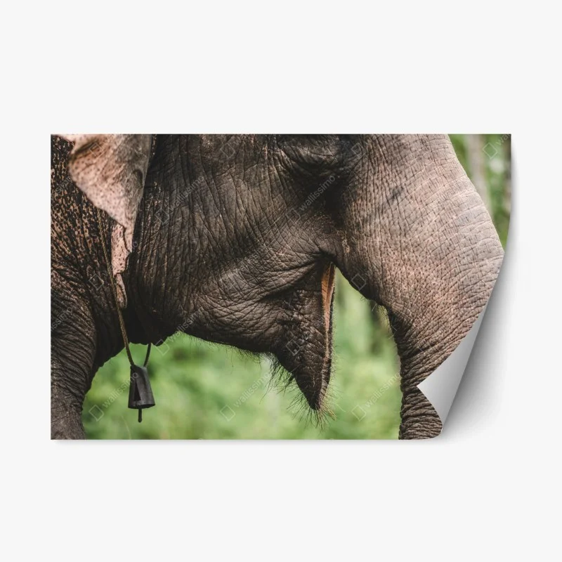 Pegatina reposicionable primer plano de trompa y oreja de elefante asiático