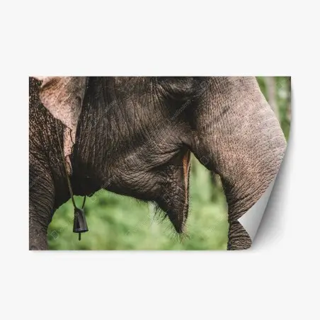 Pegatina reposicionable primer plano de trompa y oreja de elefante asiático – Pixers®