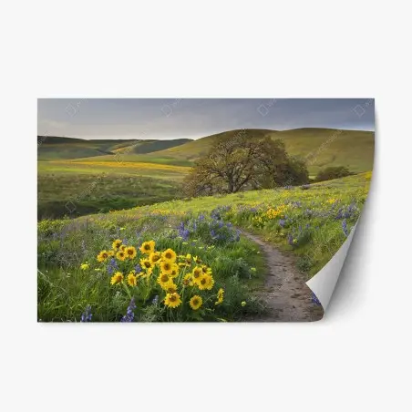 Pegatina reposicionable sendero entre flores silvestres en pradera – Pixers®