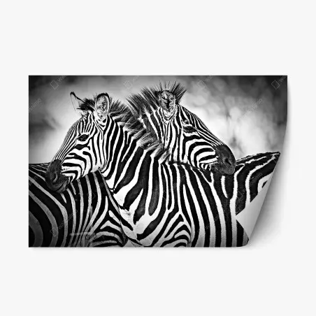 Pegatina reposicionable abrazo de cebras en blanco y negro – Pixers®