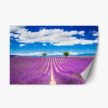 Pegatina reposicionable campo de lavanda en Provenza al atardecer – Pixers®