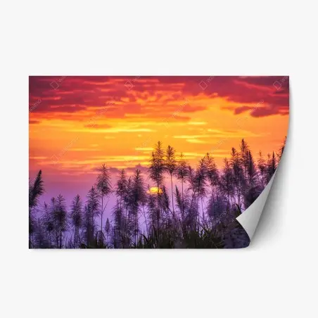 Pegatina reposicionable puesta de sol entre cañas silvestres – Pixers®