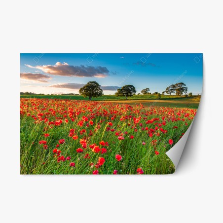 Pegatina reposicionable campo de amapolas en Corbridge, Northumberland – Pixers®