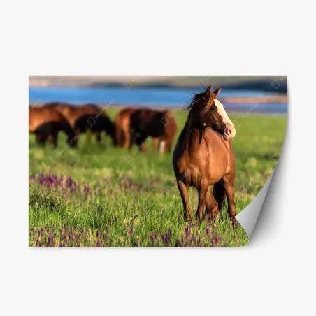 Pegatina reposicionable caballo en pradera al atardecer – Pixers®