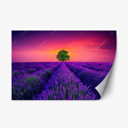 Pegatina reposicionable árbol solitario entre campos de lavanda al atardecer – Pixers®