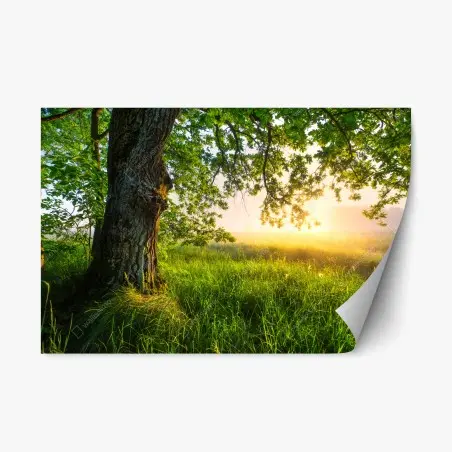 Pegatina reposicionable roble majestuoso al amanecer – Pixers®