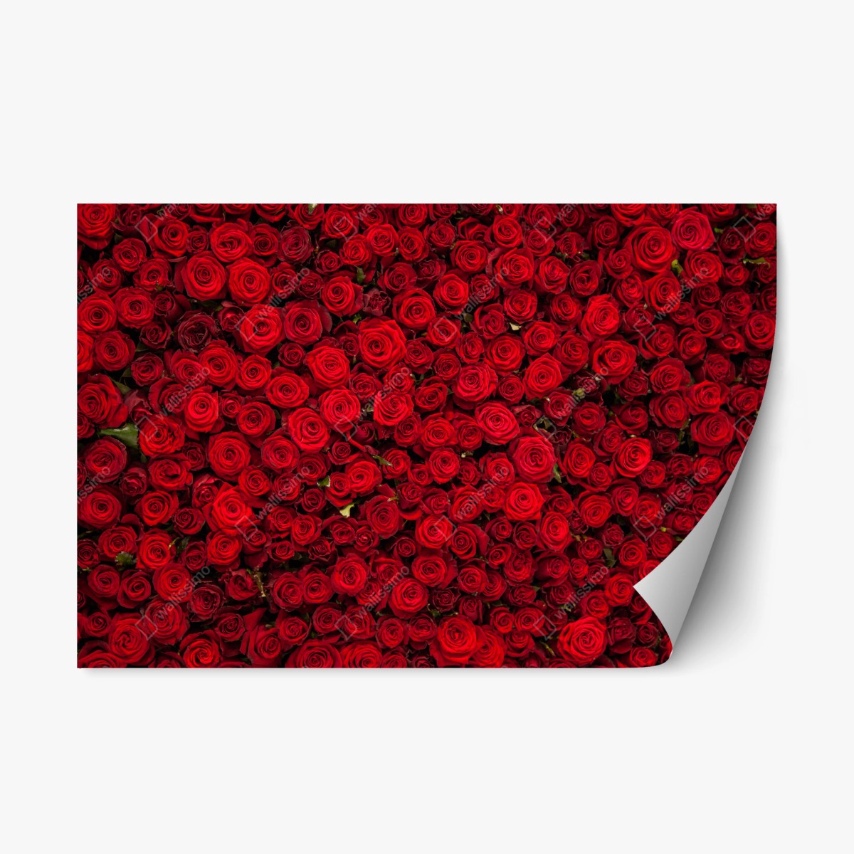 Pegatina reposicionable tapiz de rosas rojas – Pixers®