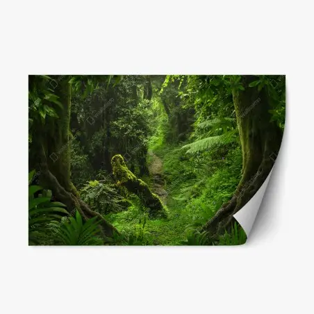 Pegatina reposicionable bosque encantado: sendero entre musgo y helechos – Pixers®