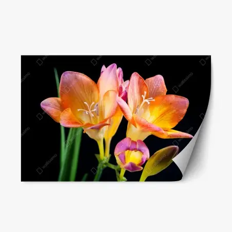 Pegatina reposicionable fresias anaranjadas sobre fondo negro – Pixers®