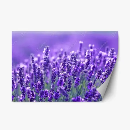 Pegatina reposicionable campo de lavanda en primer plano – Pixers®