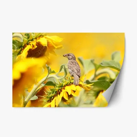 Pegatina reposicionable gorrión en girasol bajo luz dorada – Pixers®