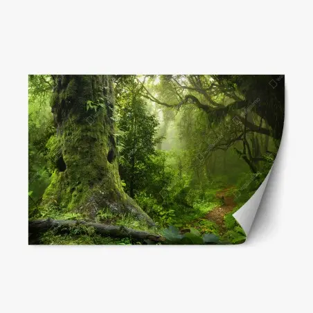Pegatina reposicionable bosque ancestral en bruma – Pixers®