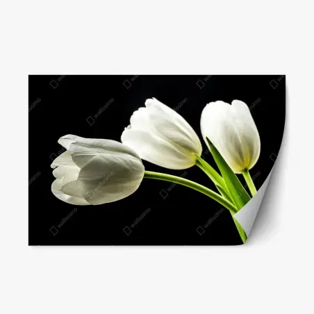 Pegatina reposicionable elegancia de tulipanes blancos sobre fondo negro – Pixers®