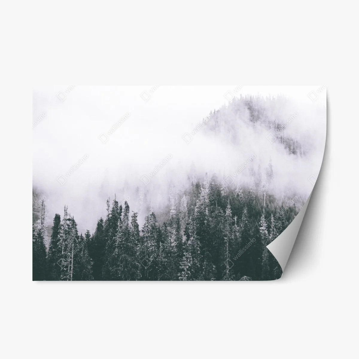 Pegatina reposicionable bosque envuelto en niebla – Pixers® Pegatina reposicionable bosque envuelto en niebla – Pixers®