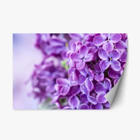Pegatina reposicionable lilas moradas en primer plano para decoración – Pixers®