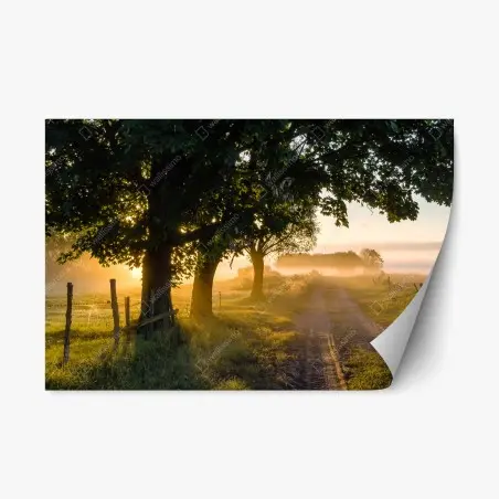 Pegatina reposicionable amanecer en el camino rural entre árboles – Pixers®