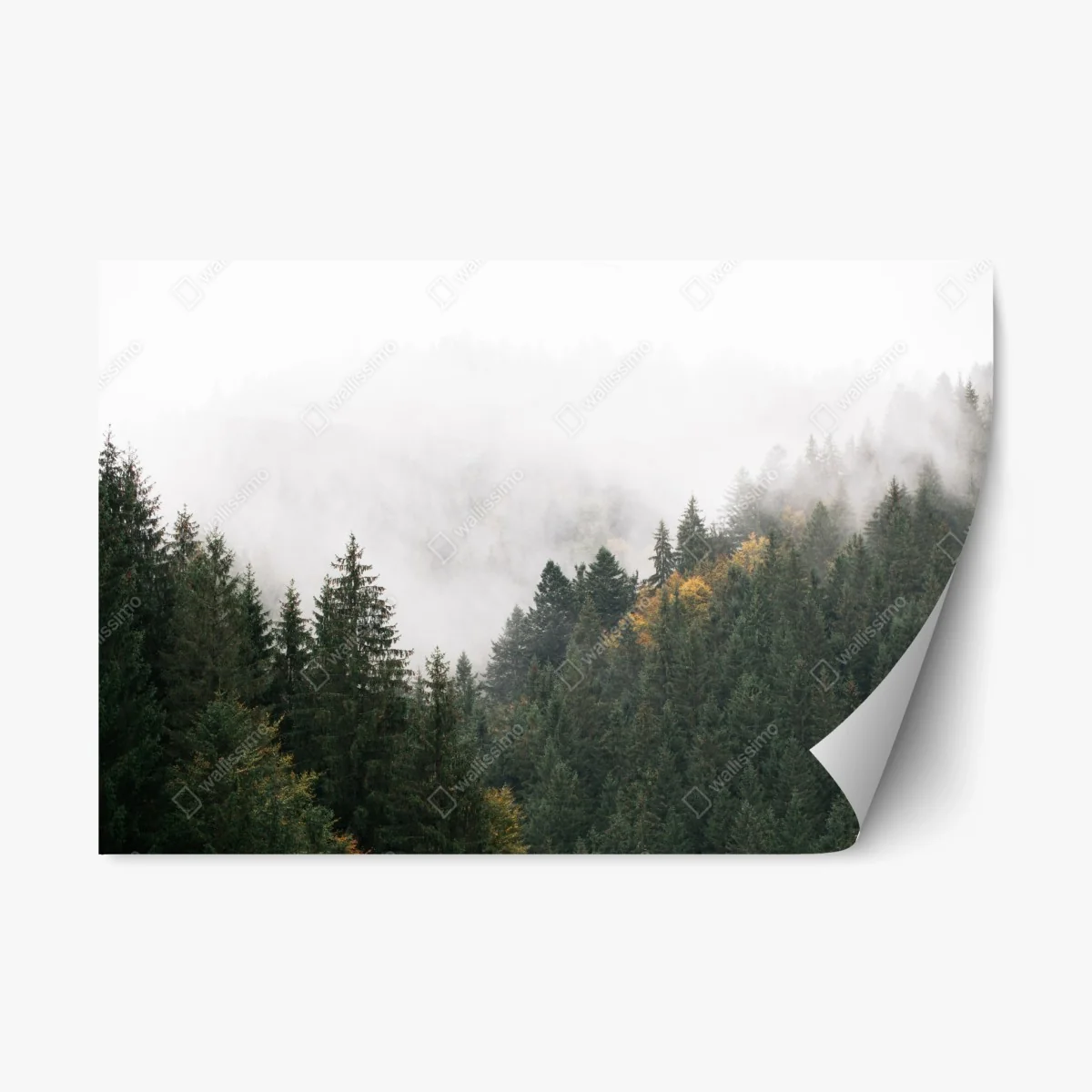 Pegatina reposicionable montañas y abetos envueltos en niebla – Pixers® Pegatina reposicionable montañas y abetos envueltos en niebla – Pixers®