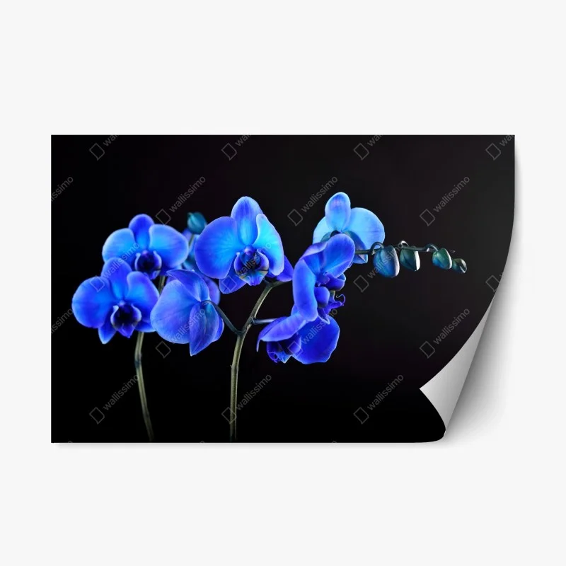 Pegatina reposicionable orquídea azul sobre fondo negro
