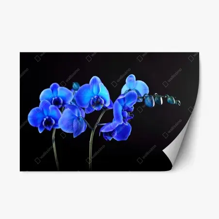 Pegatina reposicionable orquídea azul sobre fondo negro – Pixers®