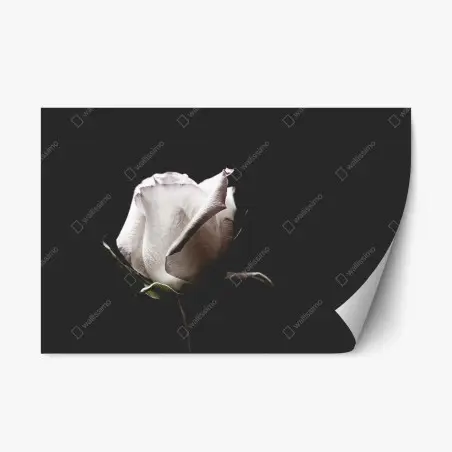 Pegatina reposicionable rosa blanca sobre fondo oscuro – Pixers®