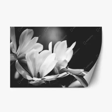 Pegatina reposicionable primer plano de magnolia en blanco y negro – Pixers®